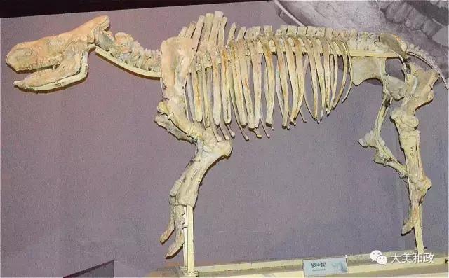 九死一生的谜题，探寻背后的动物寓意