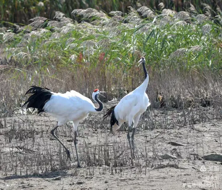 红光满面猜一动物，揭秘丹顶鹤的神秘与美丽