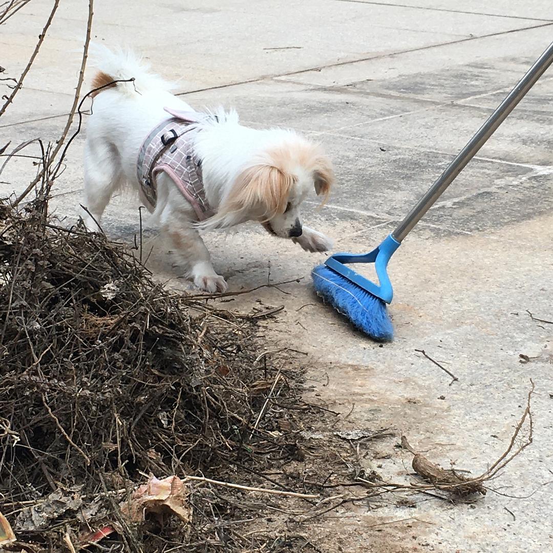 威风扫地，生肖中的隐秘与和谐共舞