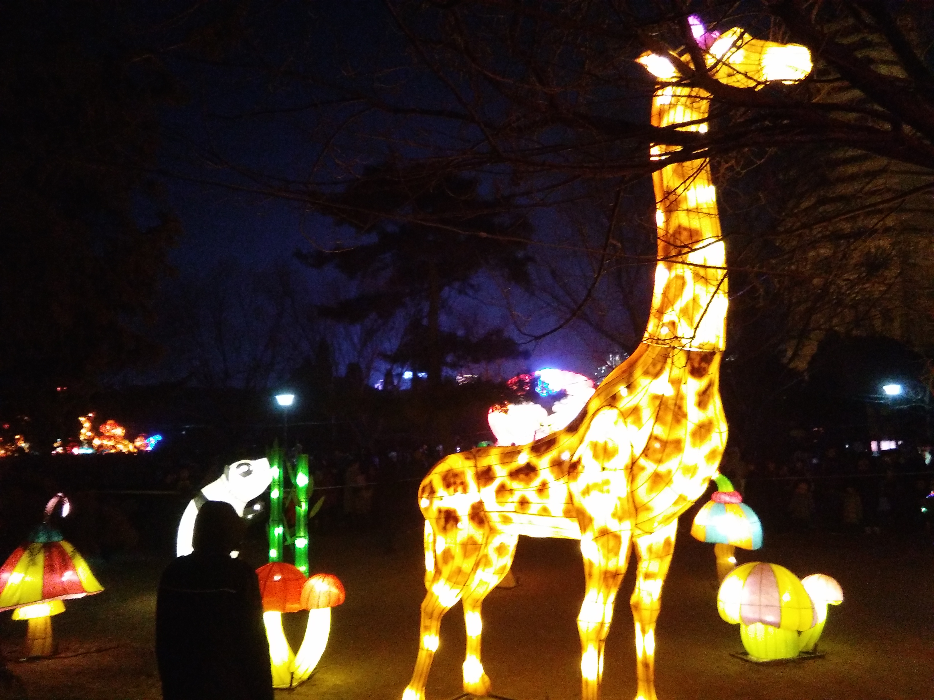 灯火万家是什么生肖动物，最新解释与落实