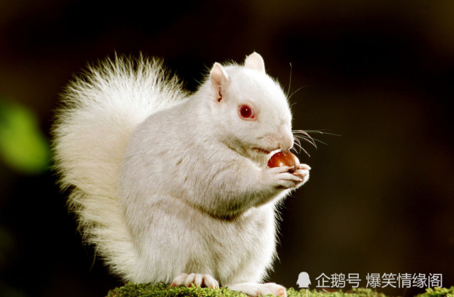 白里透红猜一动物，全面解析与落实