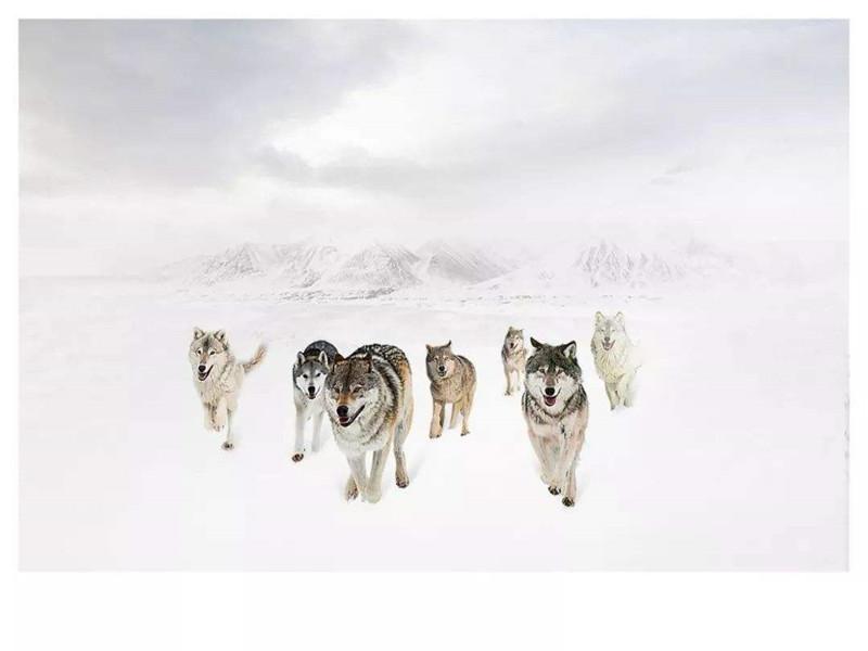 落草为寇与友爱之谜，解读动物界的生存智慧