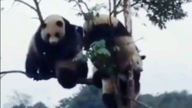 暴跳如雷的生肖，的故事与寓意