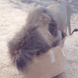 崇洋媚外背后的文化隐喻,一语中的,全面解析猜动物现象 崇洋媚外背后的文化隐喻,一语中的,全面解析猜动物现象