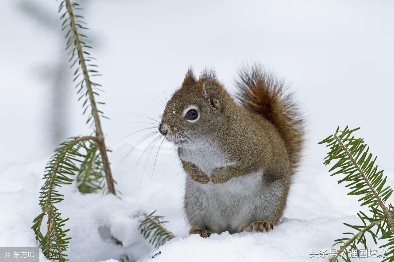 十二生肖相生相克，传统智慧与现代解读
