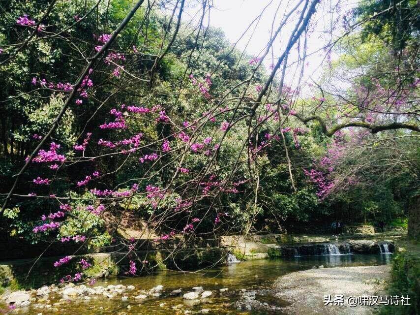 双柑斗酒打一正确生肖，解释与落实的和谐共舞