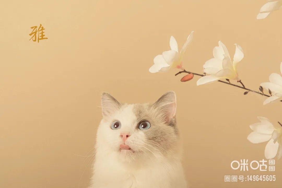 为什么十二生肖中没有猫，正确解释与落实