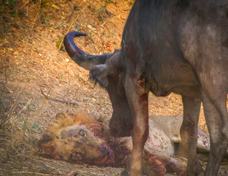 兵败将亡猜一动物，全面揭晓解释落实