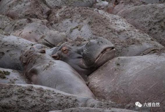 动物世界中的一声怒吼，探寻狮子的威猛与速度
