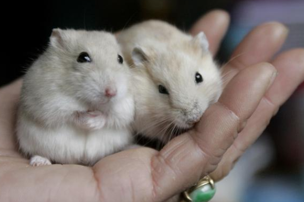 十二生肖中的四面八方之友—生肖鼠