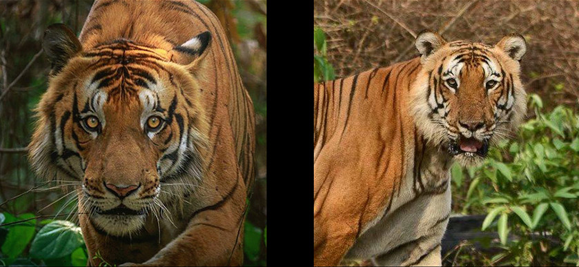 兔冲鸡，谜底揭晓，生肖之争的背后