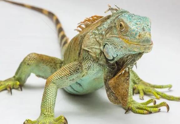 脚踏实地寻真谛，揭秘犳的奥秘