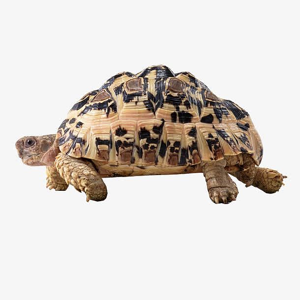 乌龟，生肖中的智者与战略大师