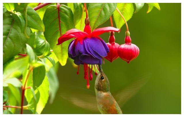 春风得意猜一生肖，佩服作答落实解释