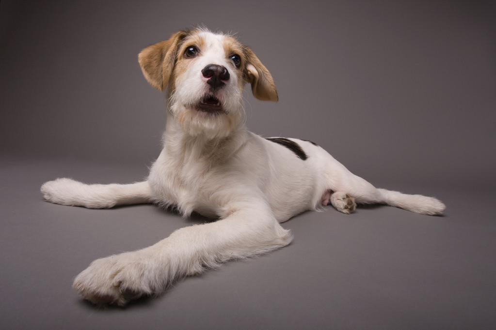 抱诚守真,揭秘如何选择并落实正确的忠实之友—狗 抱诚守真,揭秘如何选择并落实正确的忠实之友—狗