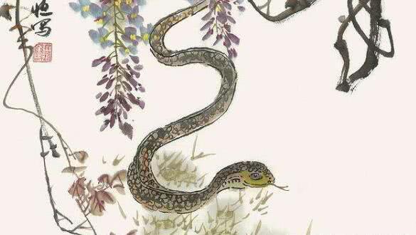 和蛇冲的生肖，传统文化的智慧与现代生活的应用