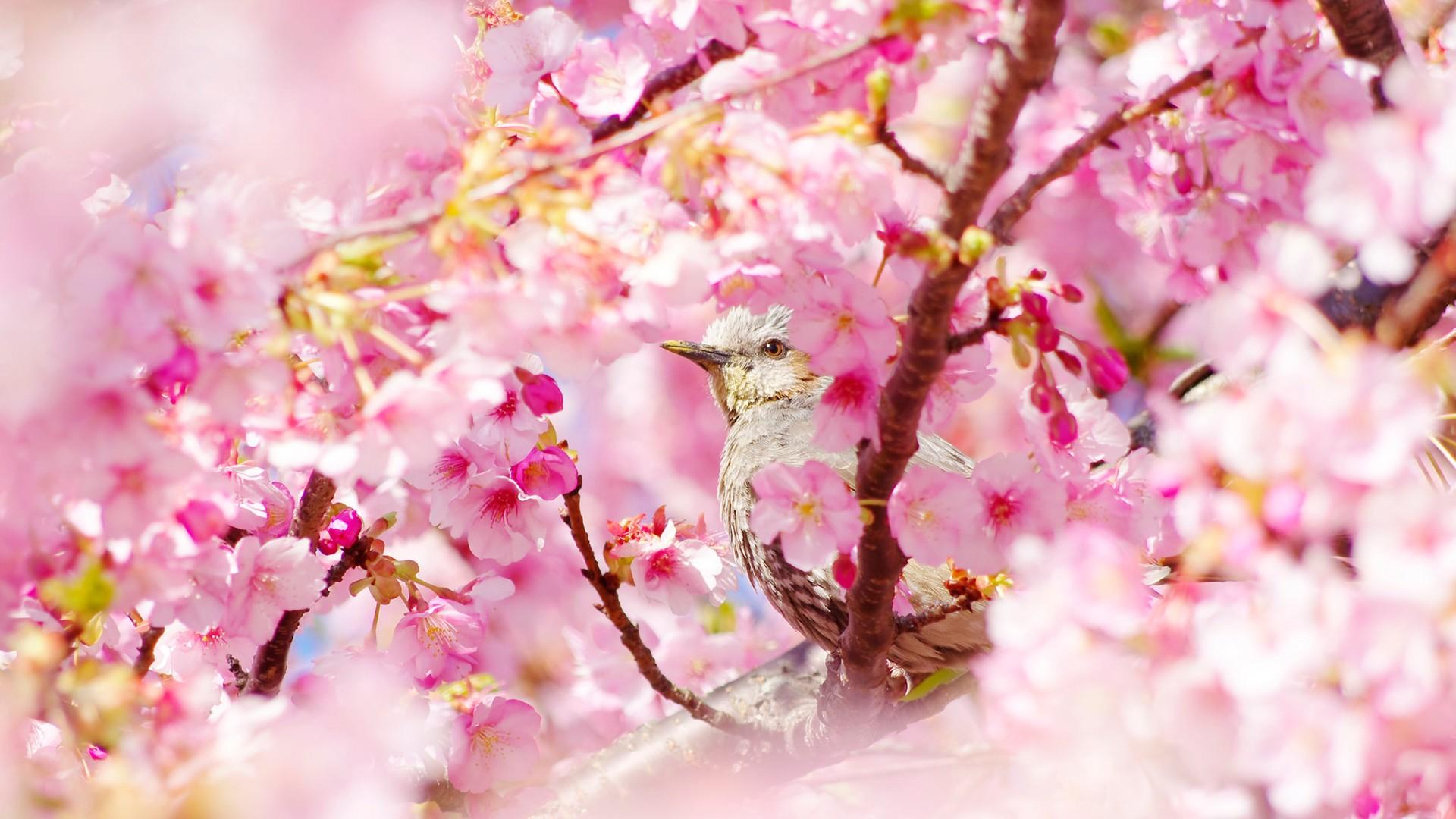 樱花代表什么生肖，结论作答落实解释