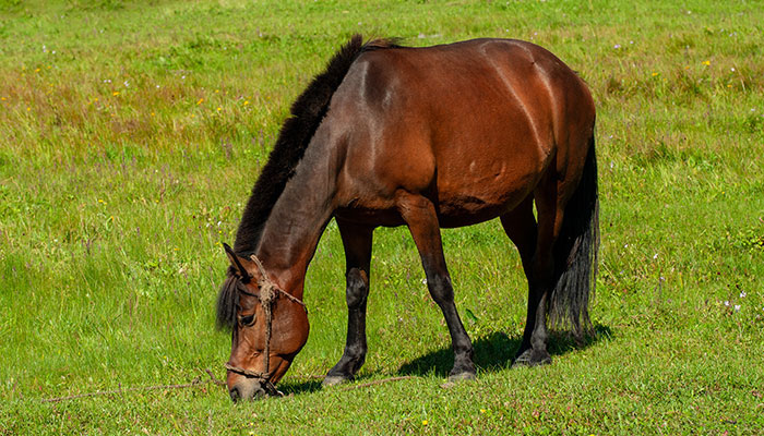 马和什么生肖相配，佩服作答落实解释