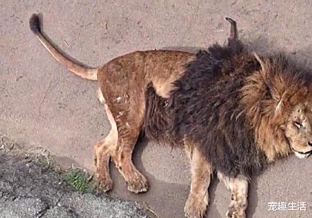 无精打采的动物，揭秘生肖中的懒猫之谜