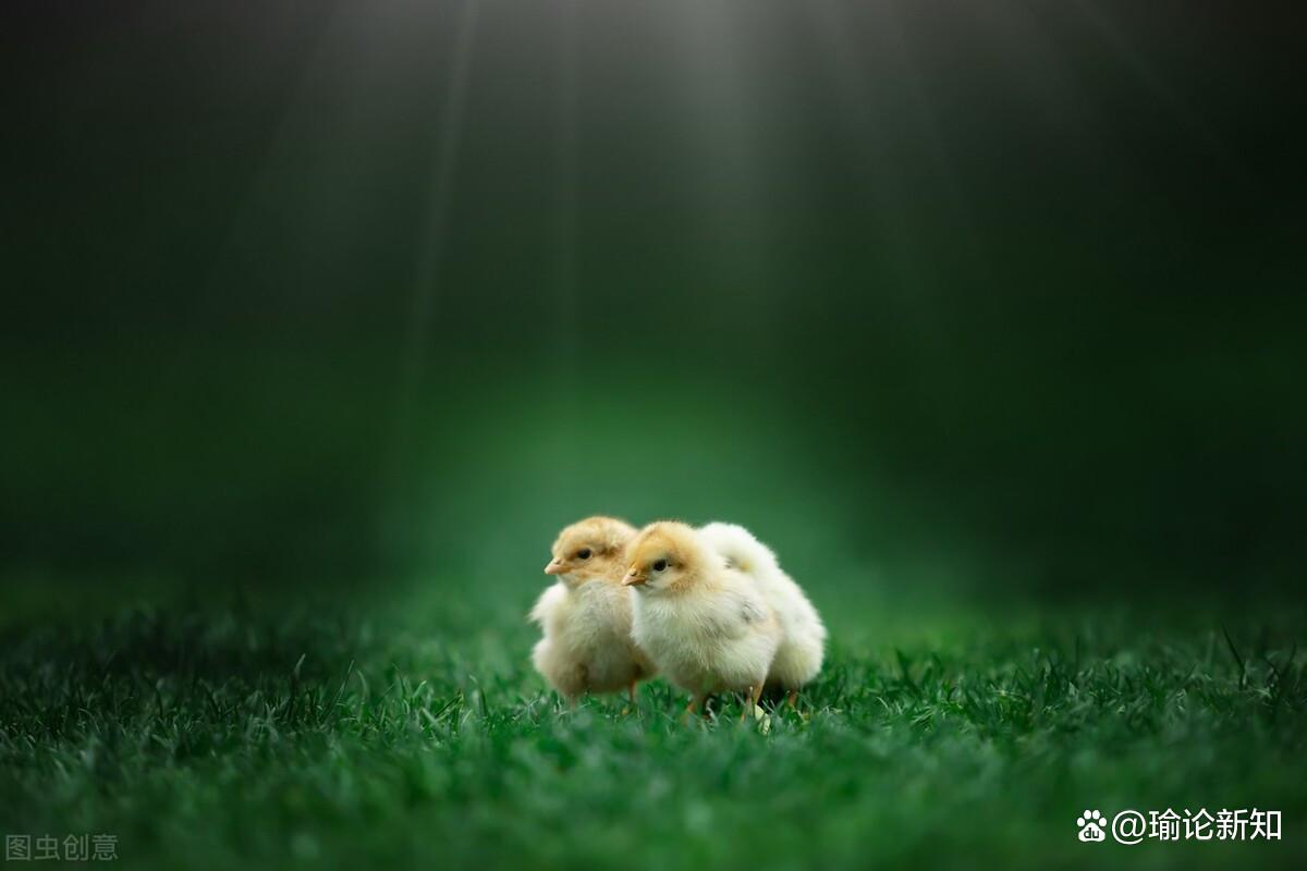 解读生机勃勃与生肖的奥秘 解读生机勃勃与生肖的奥秘