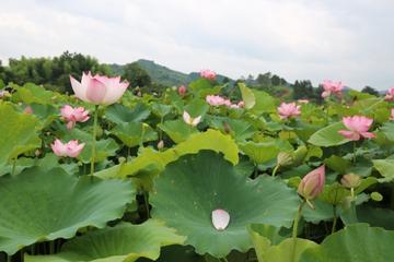 四顾山光接水光，生肖之谜的深度解析