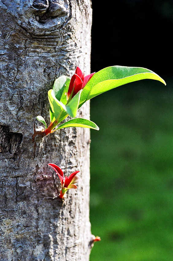 节外生枝，生肖鼠的智慧与哲理