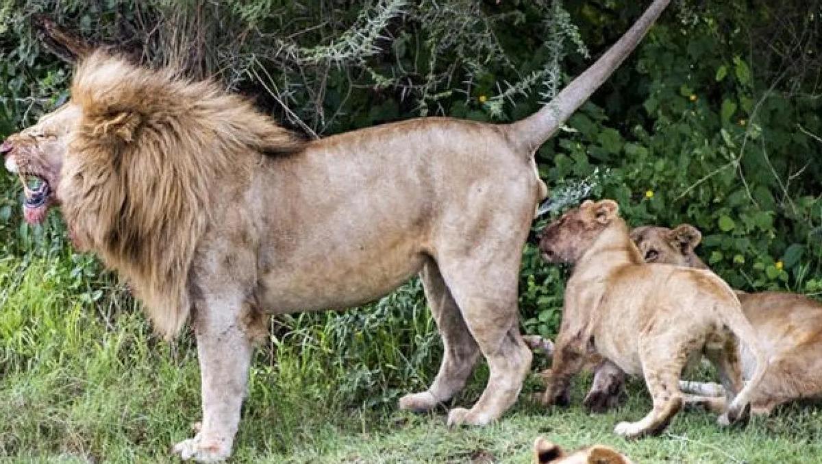 天生却是红屁股猜一动物，一场误导解释的落实与反思