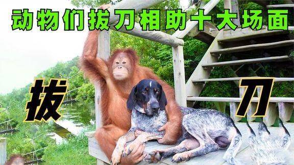 坎坷不平猜一动物，积极解释落实