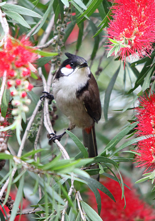 鸟语花香猜一生肖,精选解析与落实的详细结果 鸟语花香猜一生肖,精选解析与落实的详细结果