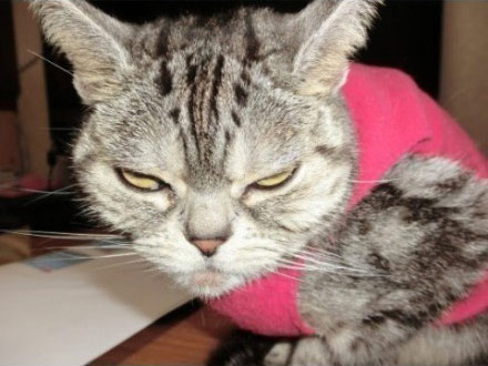 夷然不屑是指什么生肖，与积极行动的完美结合