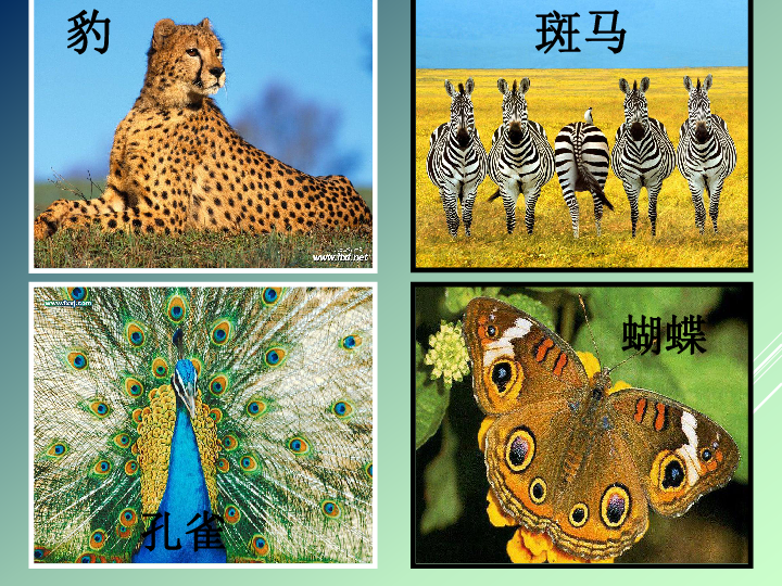 画虎类狗猜一动物?友爱作答落实解释