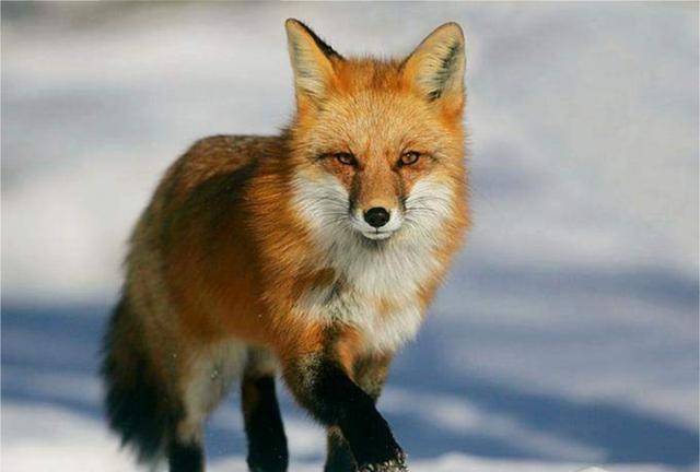 狐狸精是什么生肖,选择解释落实 狐狸精是什么生肖,选择解释落实