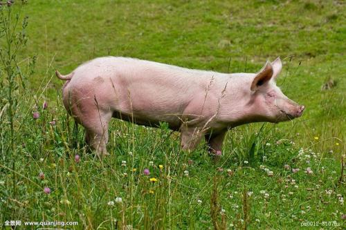 七嘴八舌打一正确生肖，解释与落实的和谐共舞
