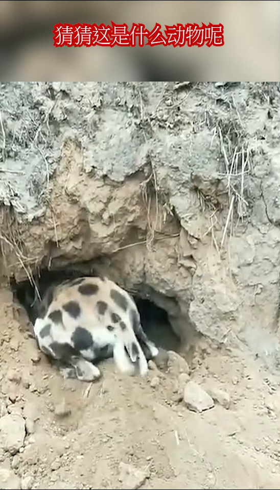 西方净土是代表猜一动物,一场误导解释的落实与反思 西方净土是代表猜一动物,一场误导解释的落实与反思