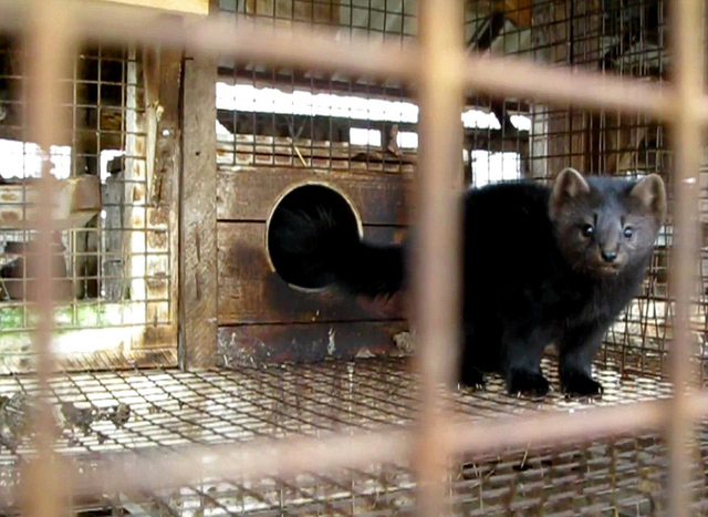 揭秘手足相连之谜，探寻背后的真相与动物真相