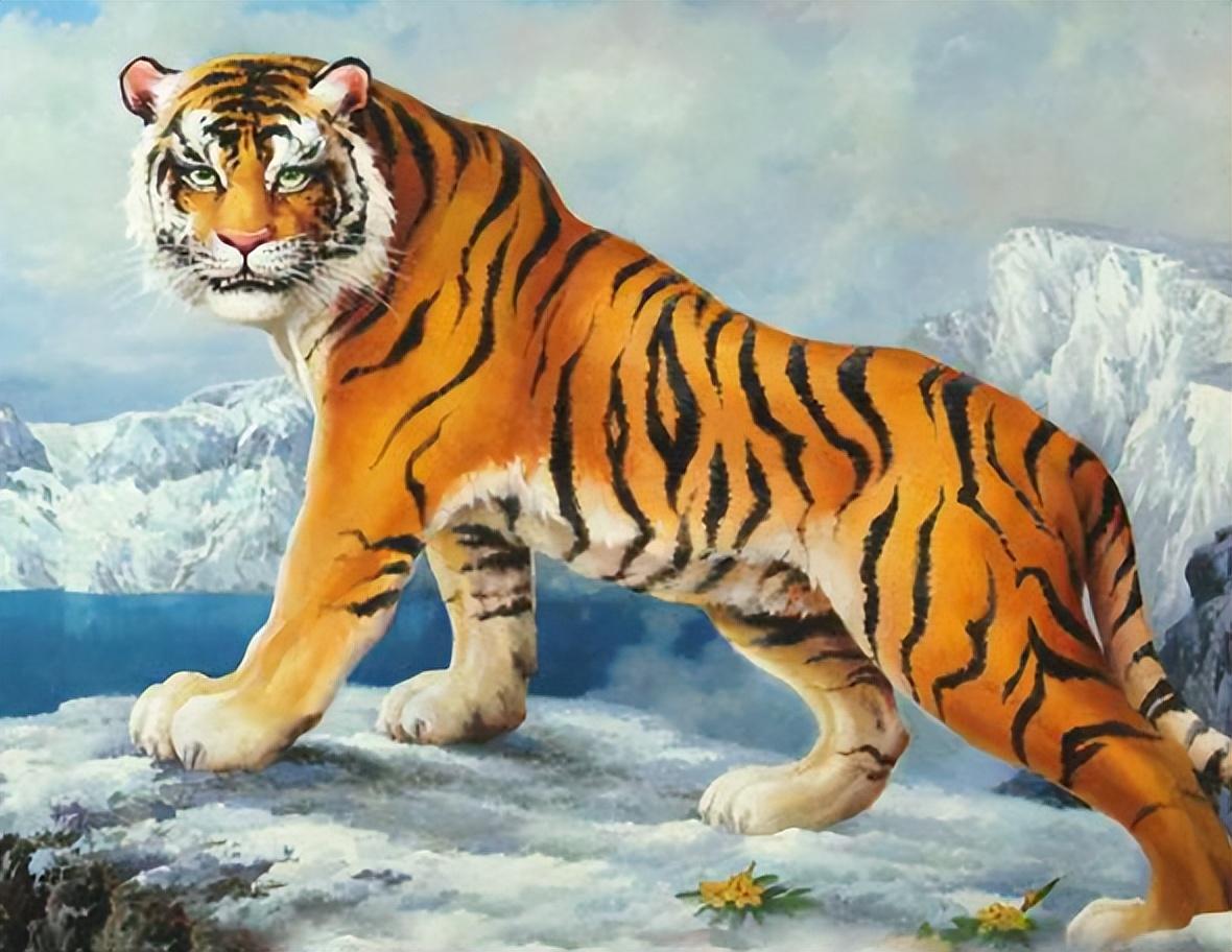 虎的生肖号码，真相解释落实