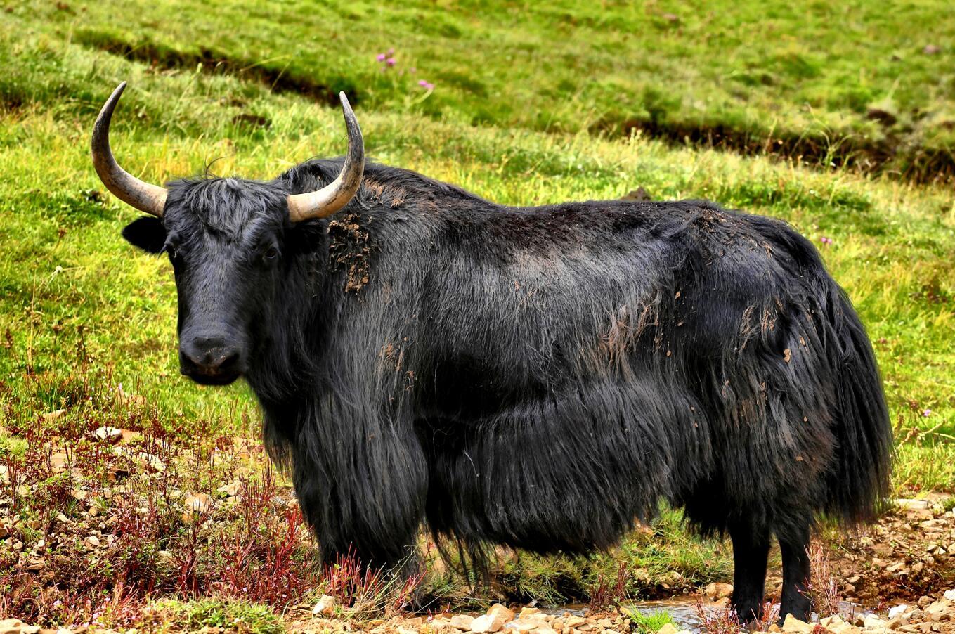 黑牛白角猜一动物,全面解析与落实 黑牛白角猜一动物,全面解析与落实