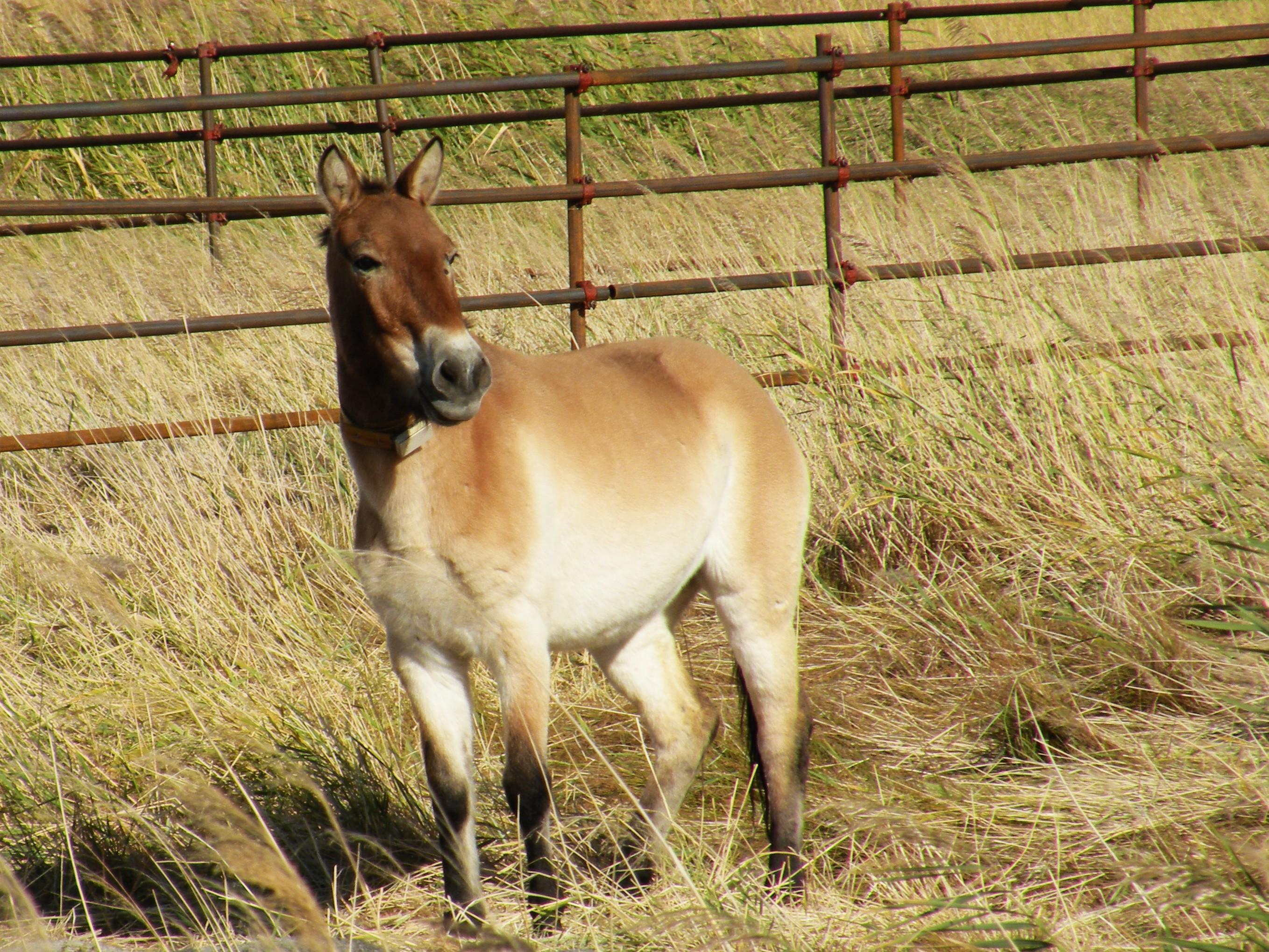 全面解析与落实,以正视听猜一动物为线索的趣味探索 全面解析与落实,以正视听猜一动物为线索的趣味探索