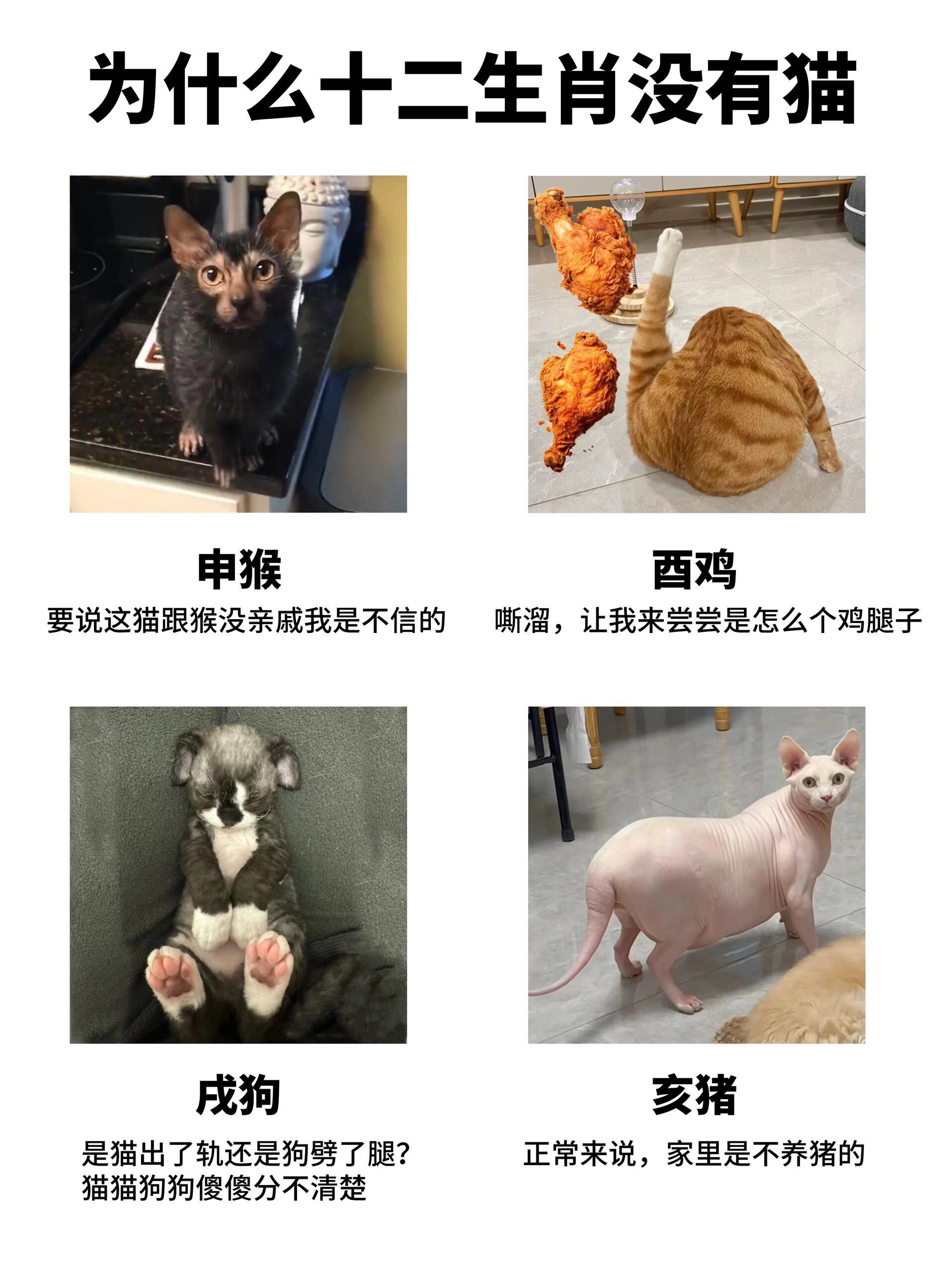 十二生肖为什么没有猫，新型作答落实解释