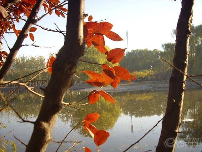 秋去冬来打一生肖，成就解释落实