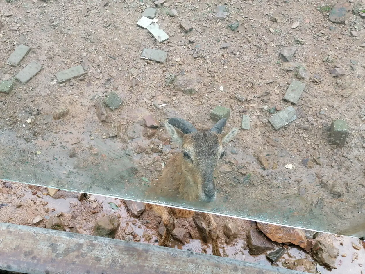 大兴土木猜一动物，成就解释落实