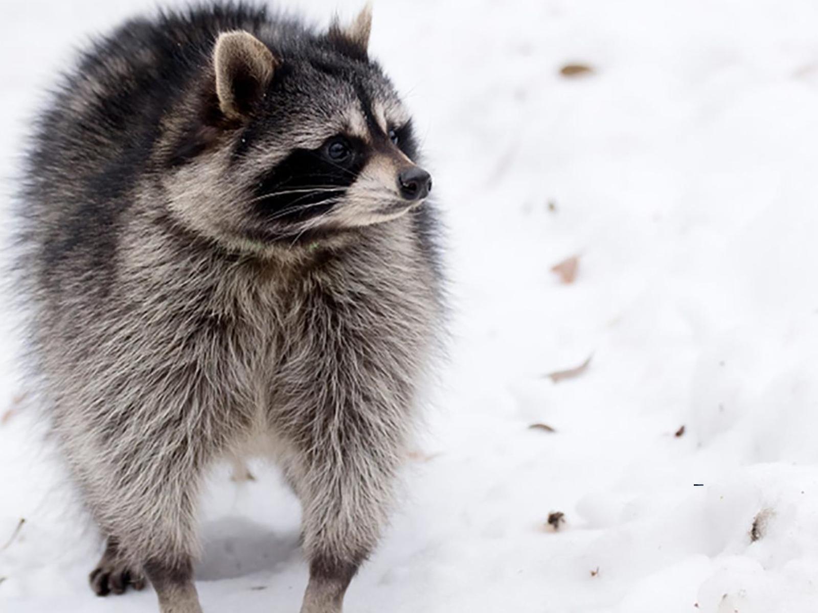 老曾最爱猜一动物，重点诠释解释落实