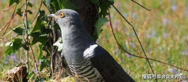 调虎离山猜一动物,理想作答落实解释 调虎离山猜一动物,理想作答落实解释