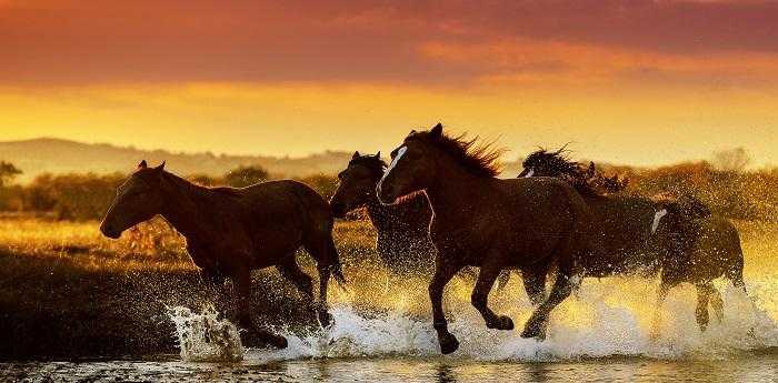 揭秘金戈铁马背后的生肖谜题,最快解答与文化解析 揭秘金戈铁马背后的生肖谜题,最快解答与文化解析