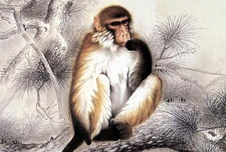 是双又逢旺木春打一正确生肖，沉稳作答落实解释