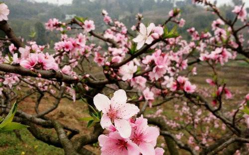 春风桃李又开花，生肖之谜的温馨解读