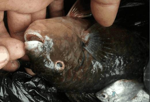 床下是特马,生肖鼠的坚韧与不屈 床下是特马,生肖鼠的坚韧与不屈