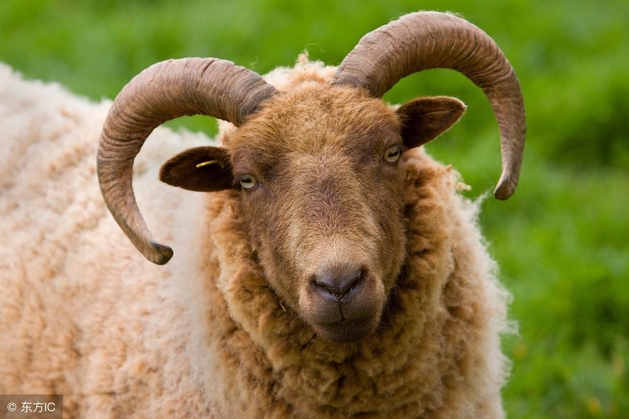 财大气粗的生肖，生肖龙与财富的独特魅力