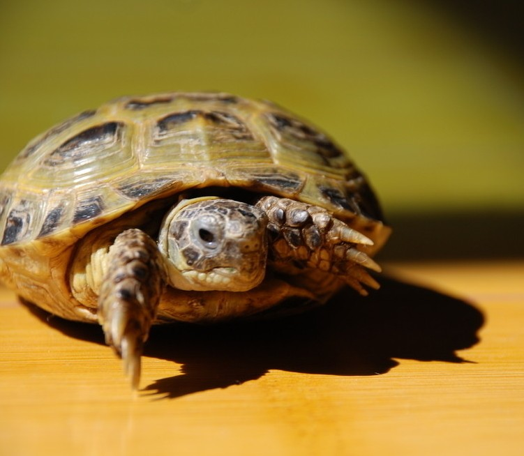 乌龟，生肖中的智者与战略大师