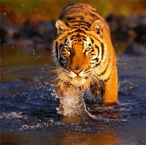 探索生肖中的庚与虎的神秘联系